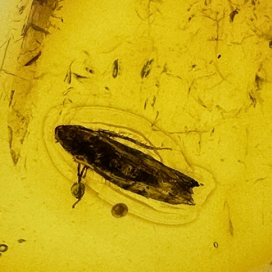 Insect in Amber