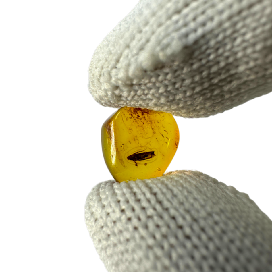 Insect in Amber