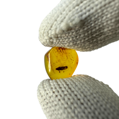 Insect in Amber
