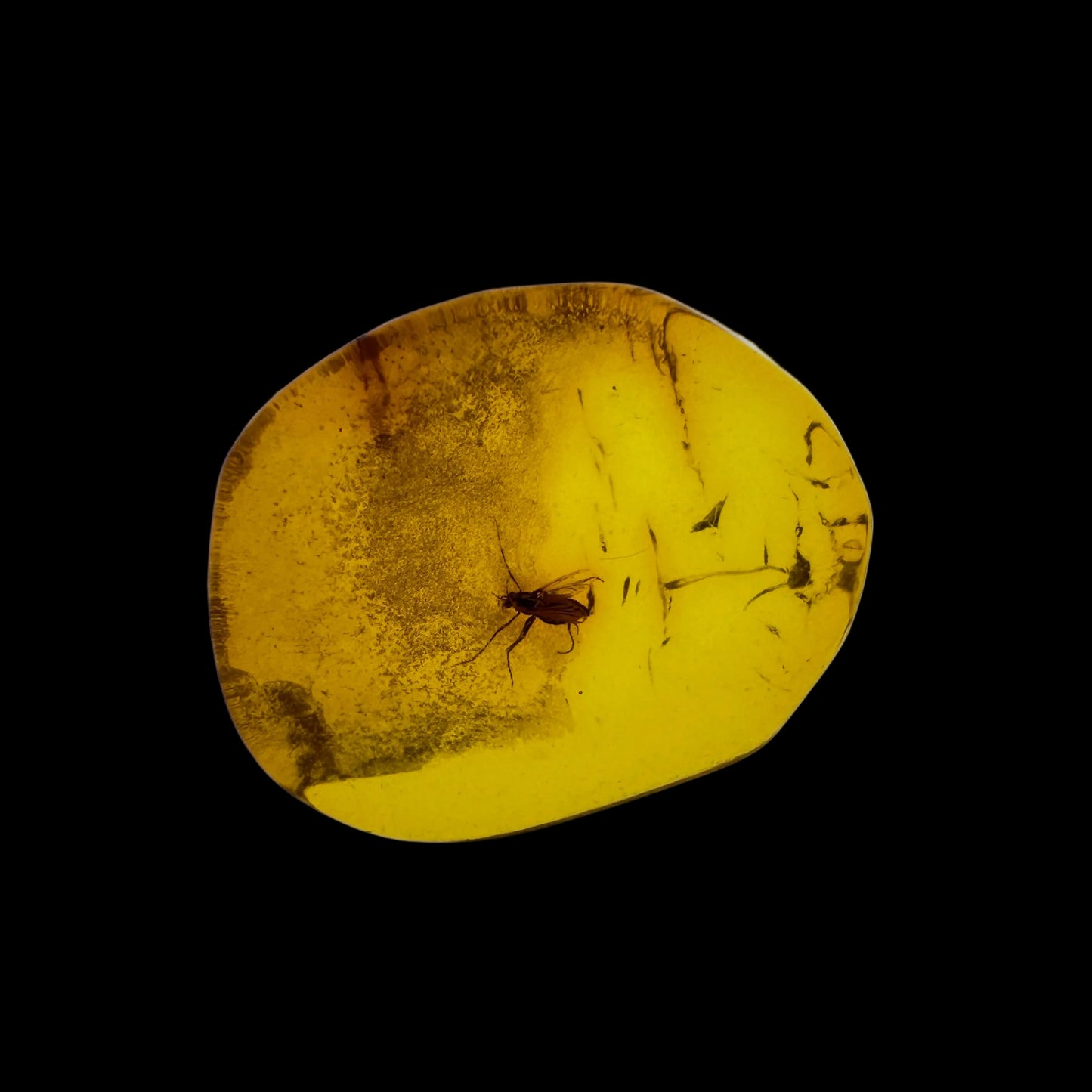 Insect in Amber