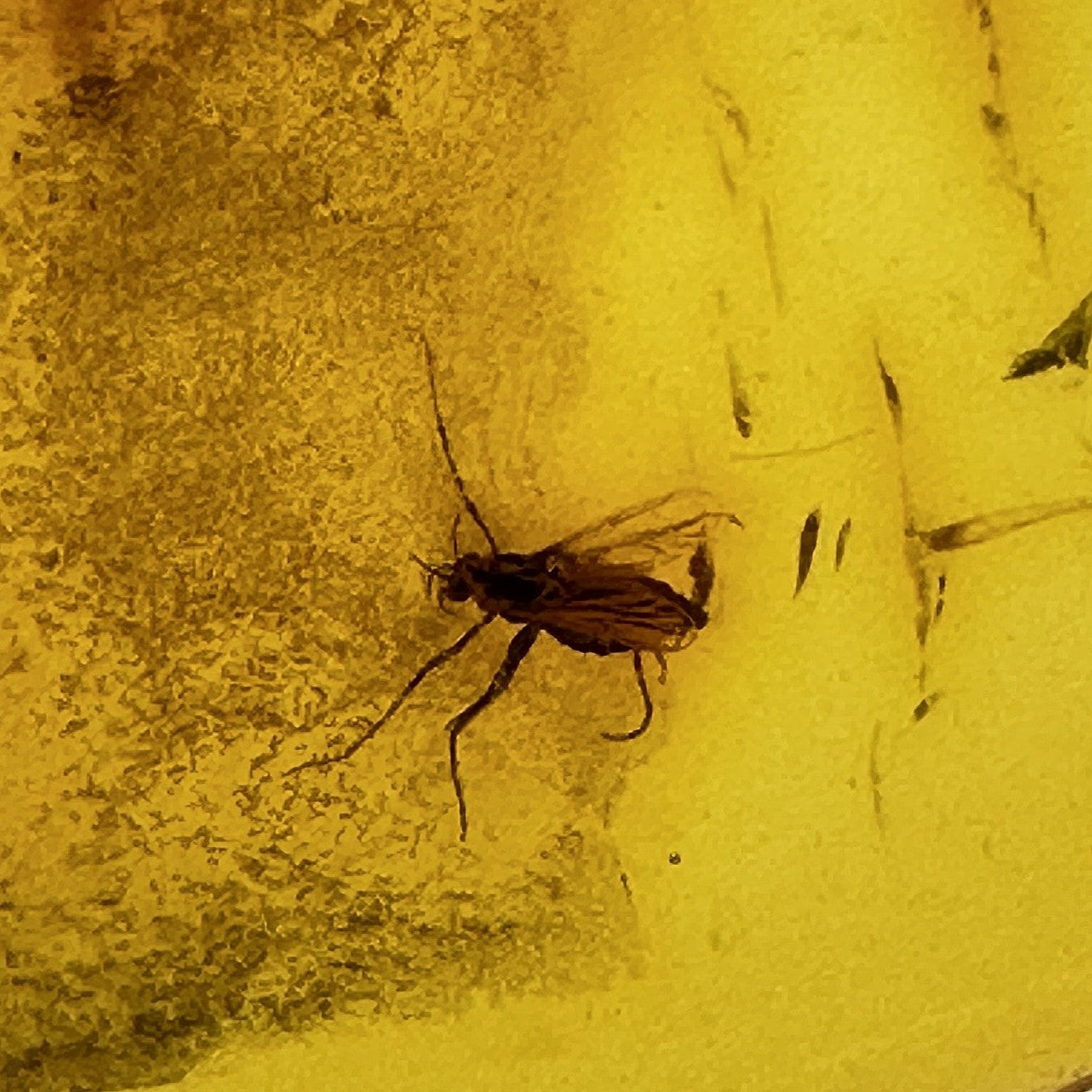Insect in Amber