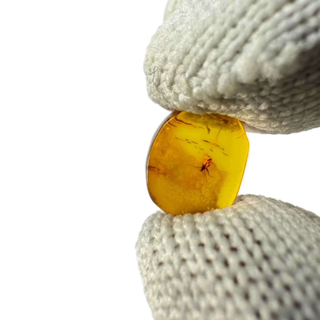 Insect in Amber