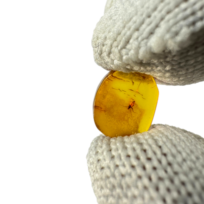 Insect in Amber
