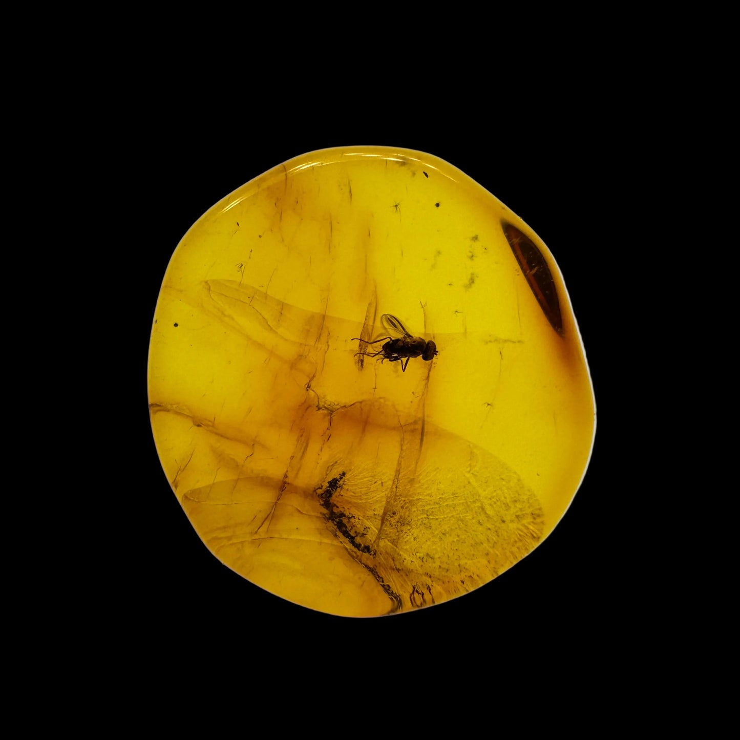 Insect in Amber