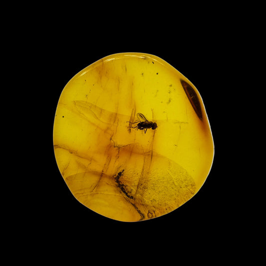 Insect in Amber