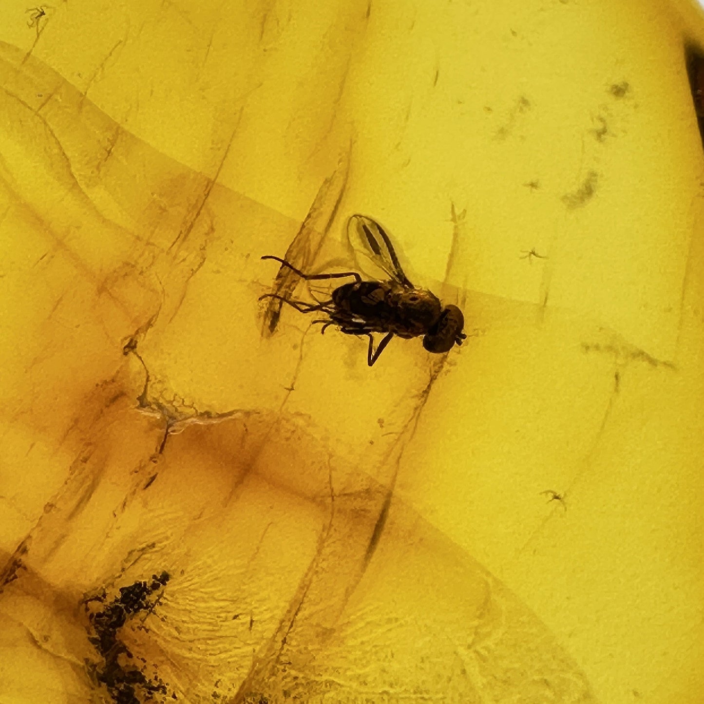 Insect in Amber