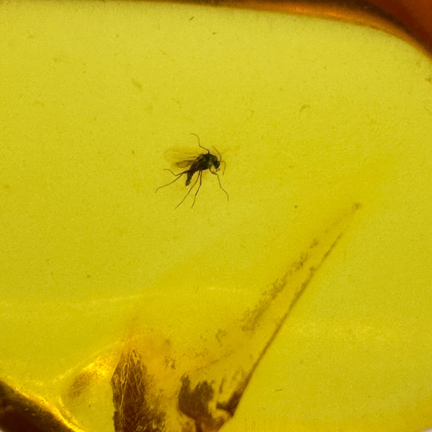 Insect in Amber