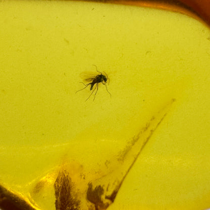 Insect in Amber