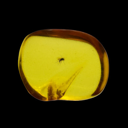 Insect in Amber