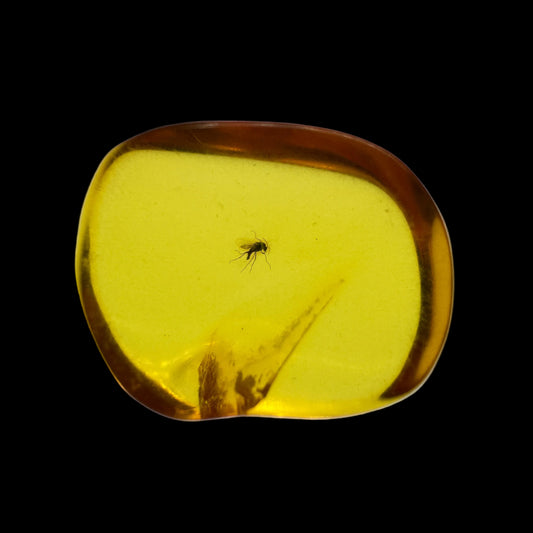Insect in Amber
