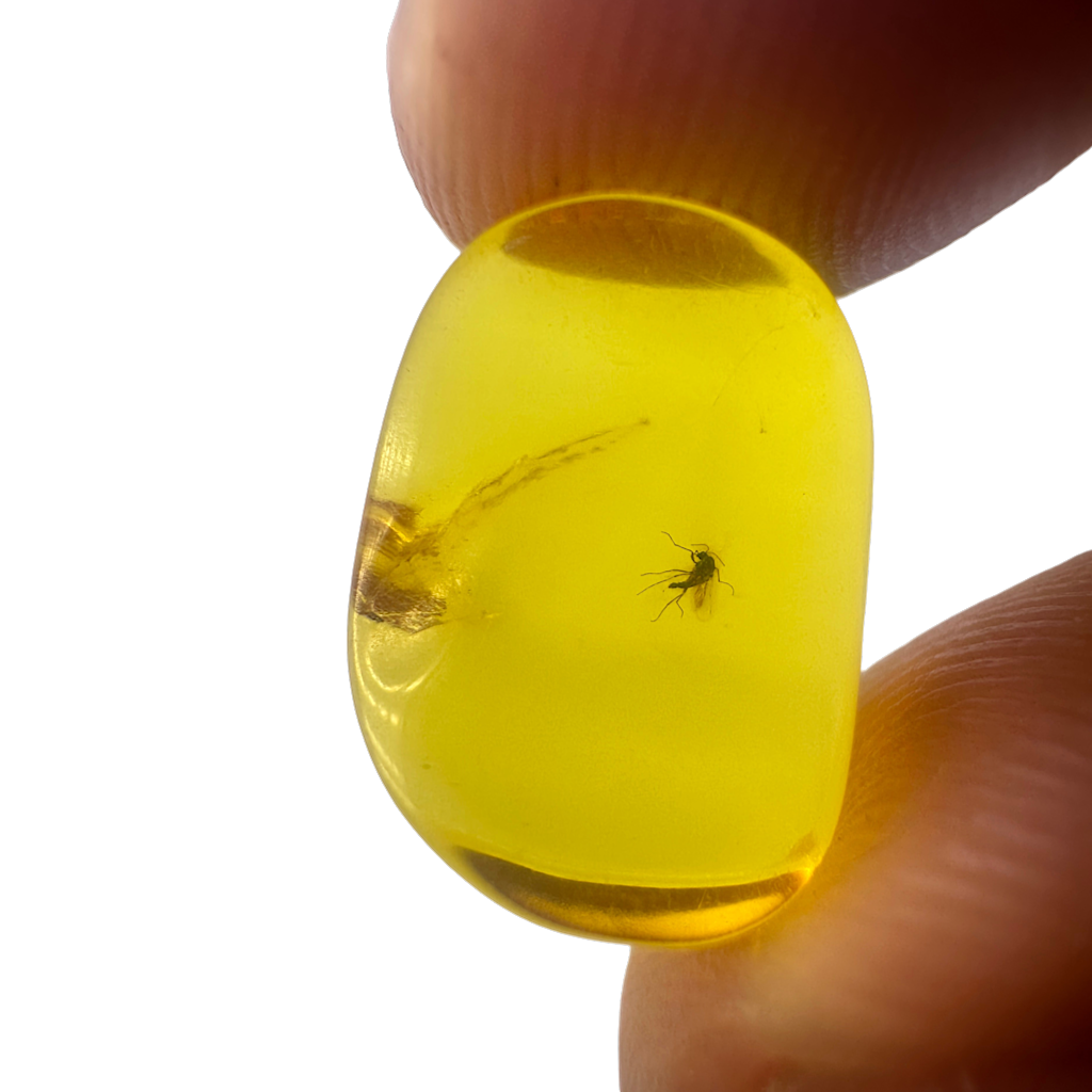 Insect in Amber