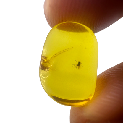 Insect in Amber