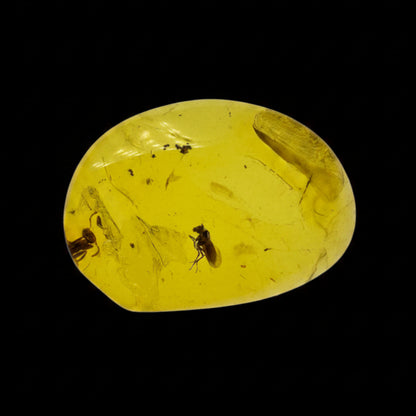 Insect in Amber