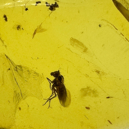 Insect in Amber