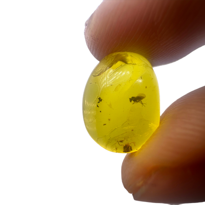 Insect in Amber