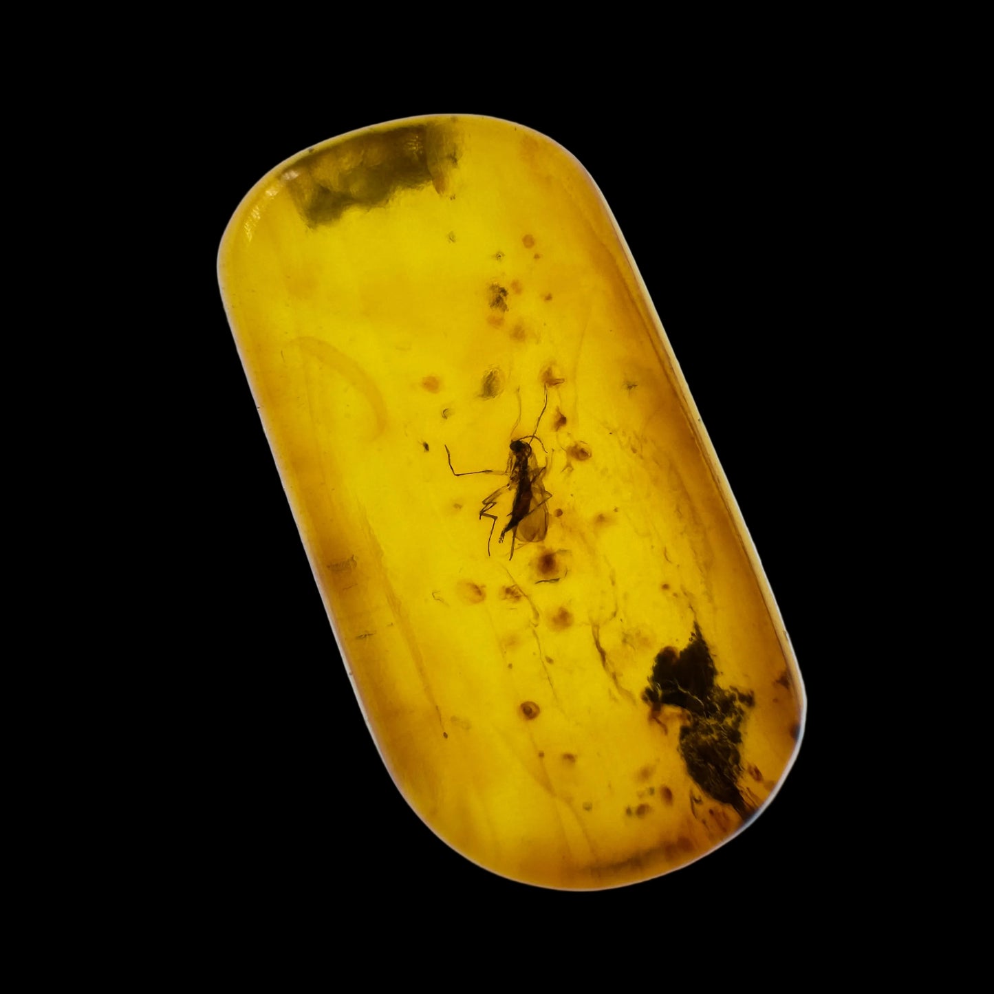 Insect in Amber