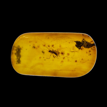 Insect in Amber
