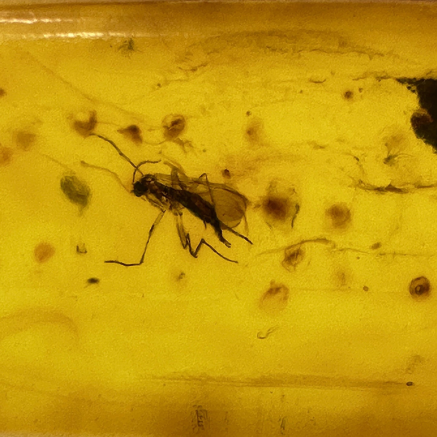 Insect in Amber