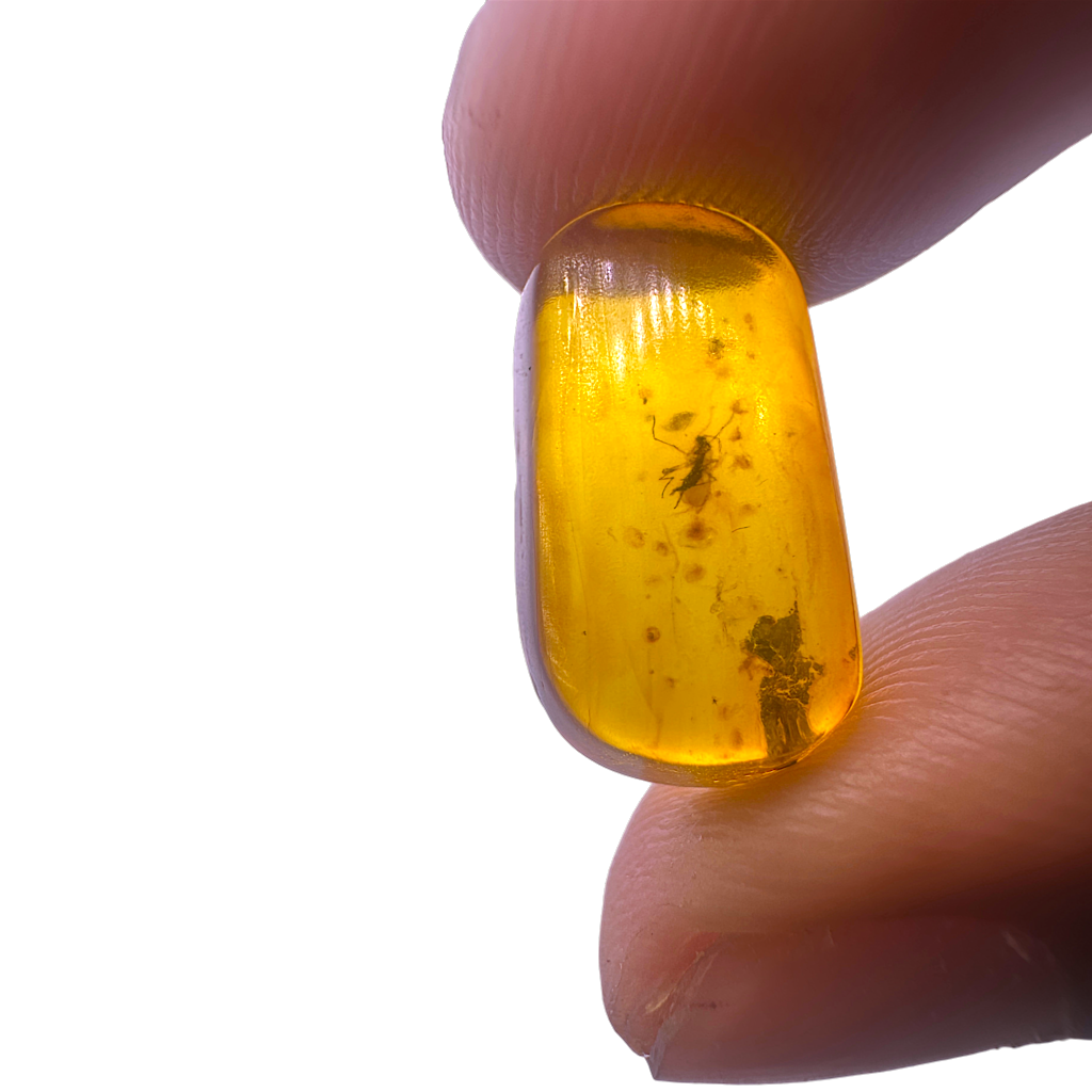 Insect in Amber