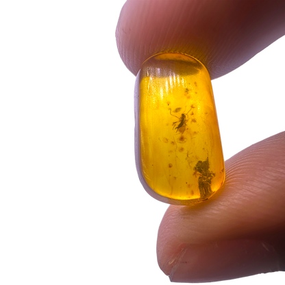 Insect in Amber