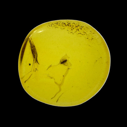 Insect in Amber