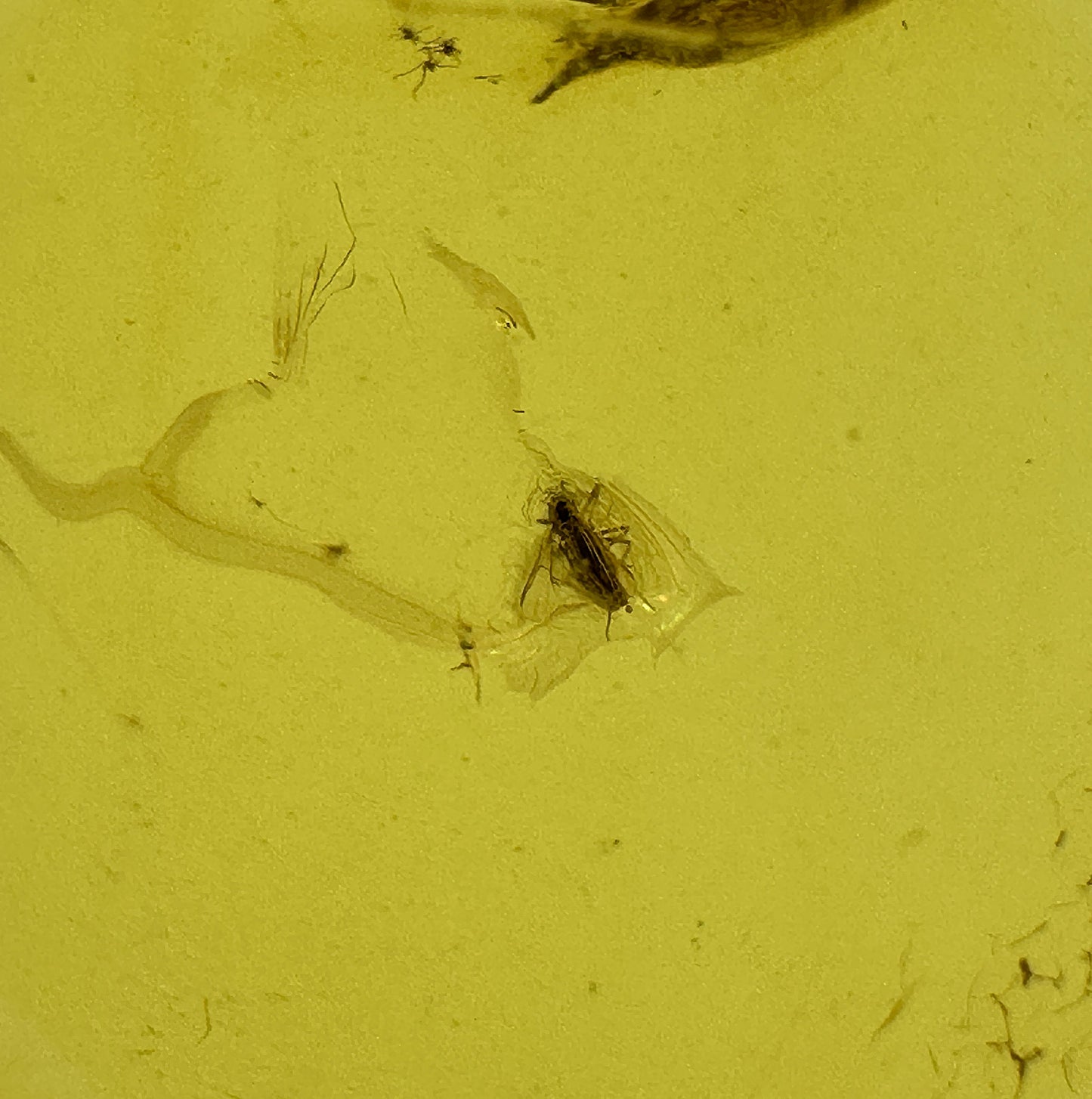 Insect in Amber