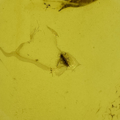 Insect in Amber