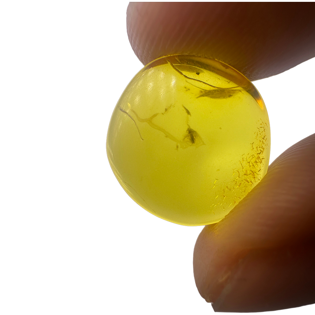Insect in Amber