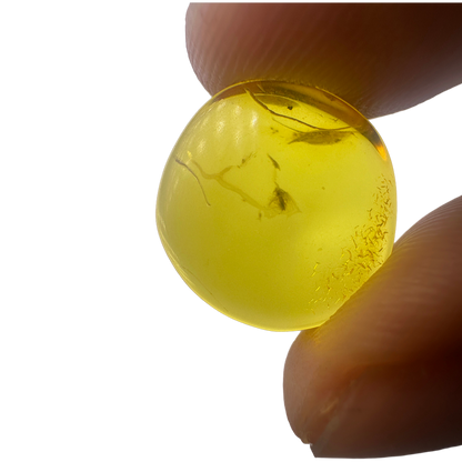 Insect in Amber