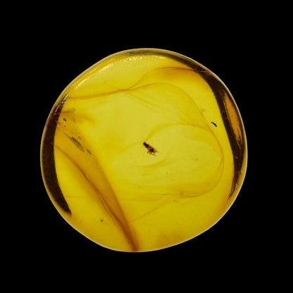 Insect in Amber