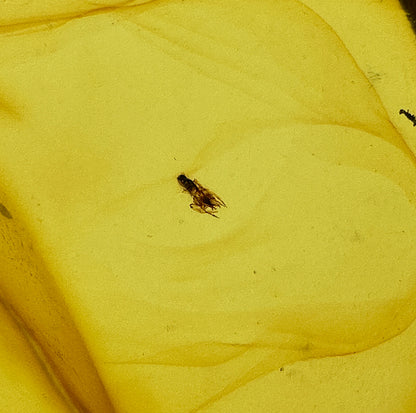 Insect in Amber