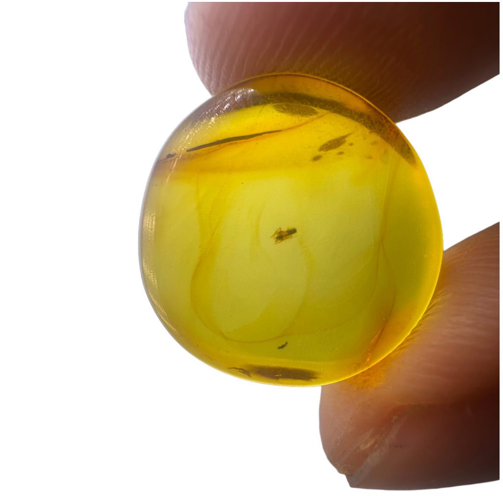 Insect in Amber