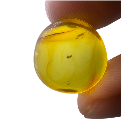 Insect in Amber