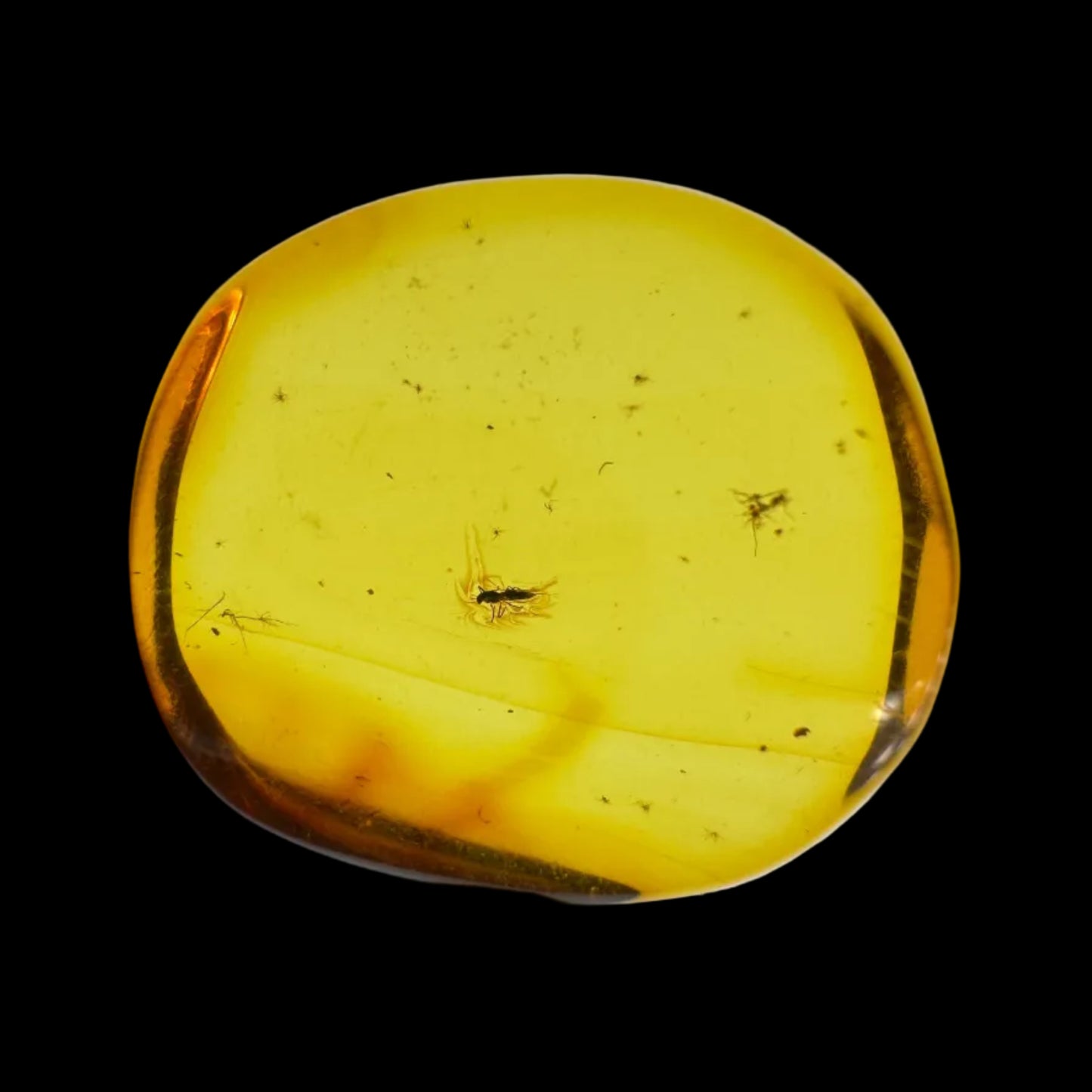 Insect in Amber