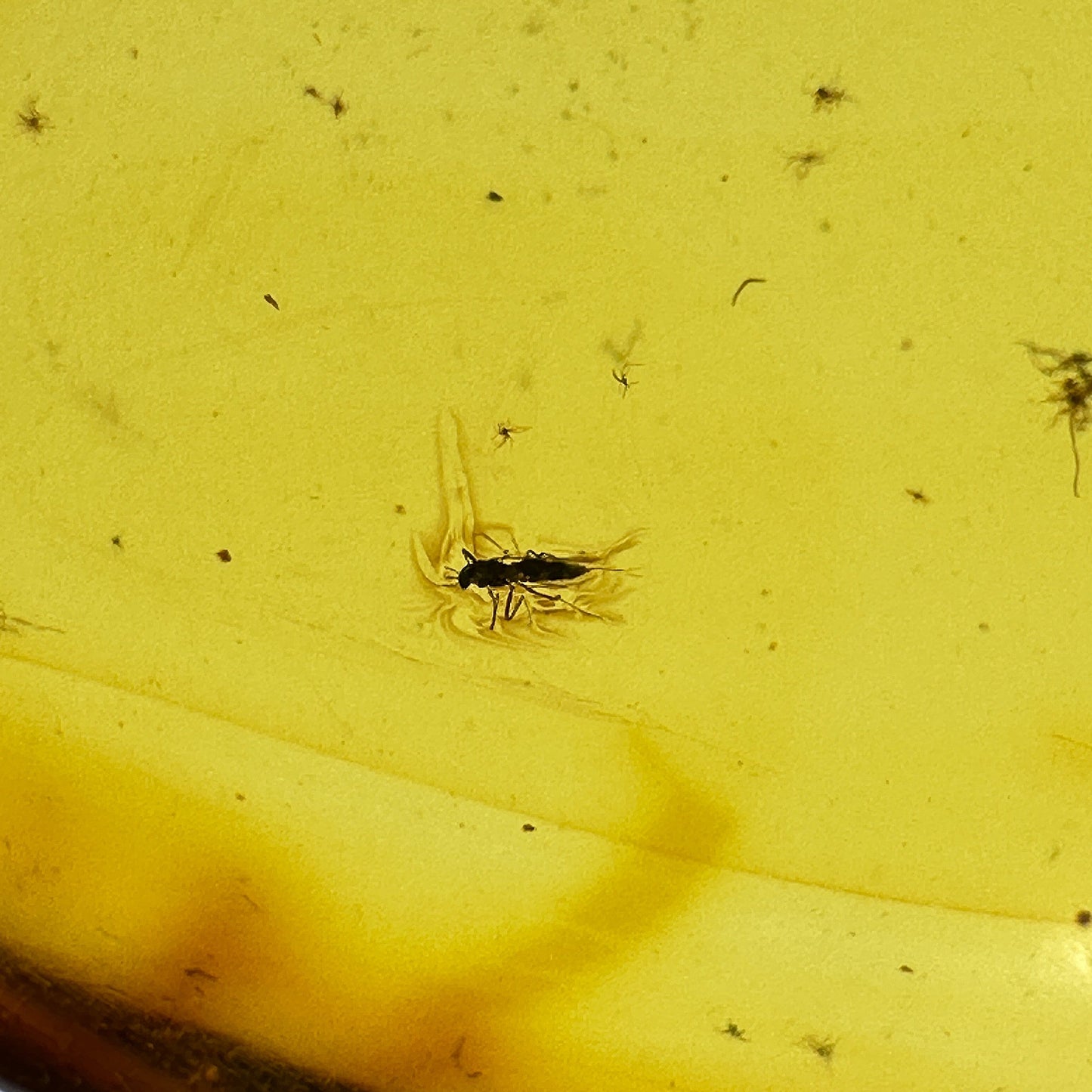 Insect in Amber