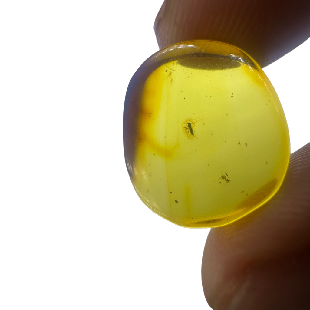 Insect in Amber
