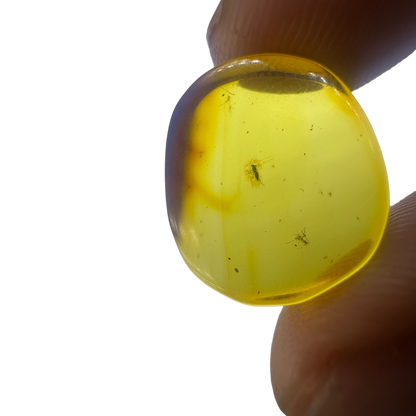 Insect in Amber