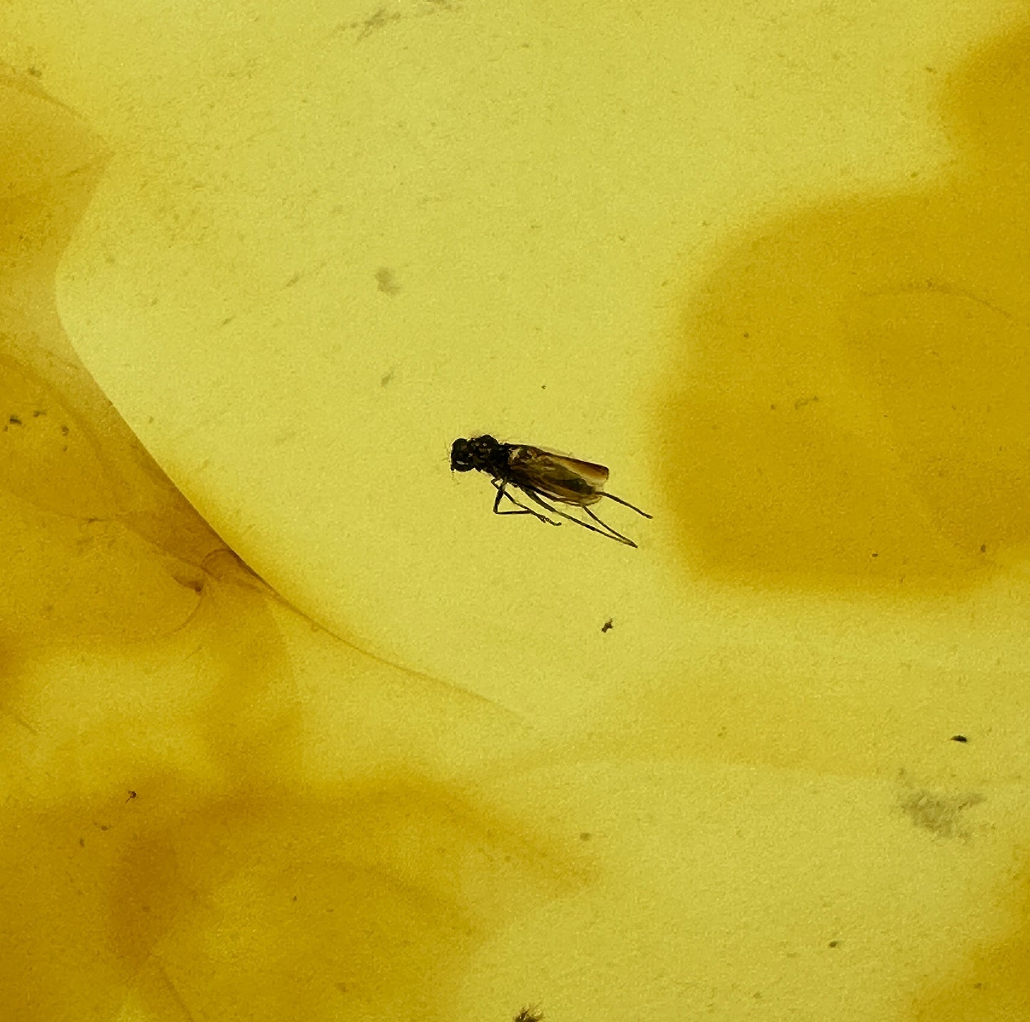 Insect in Amber