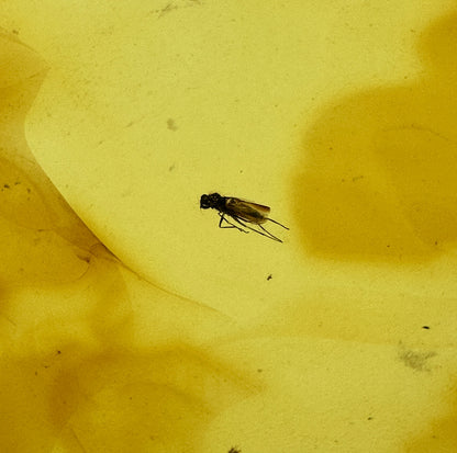 Insect in Amber