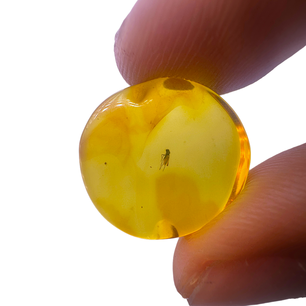 Insect in Amber