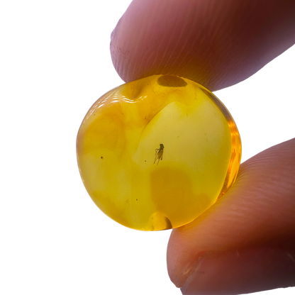 Insect in Amber