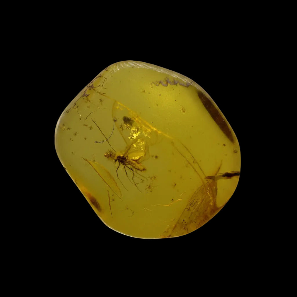 Insect in Amber