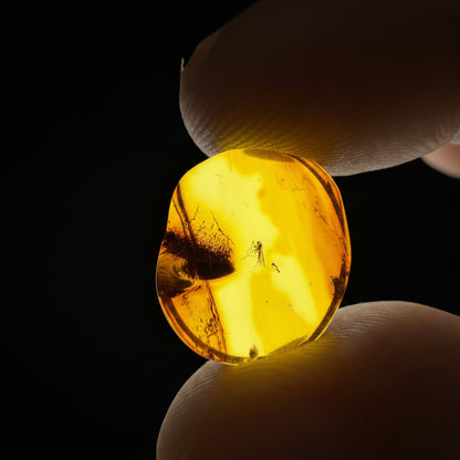 Insect in Amber
