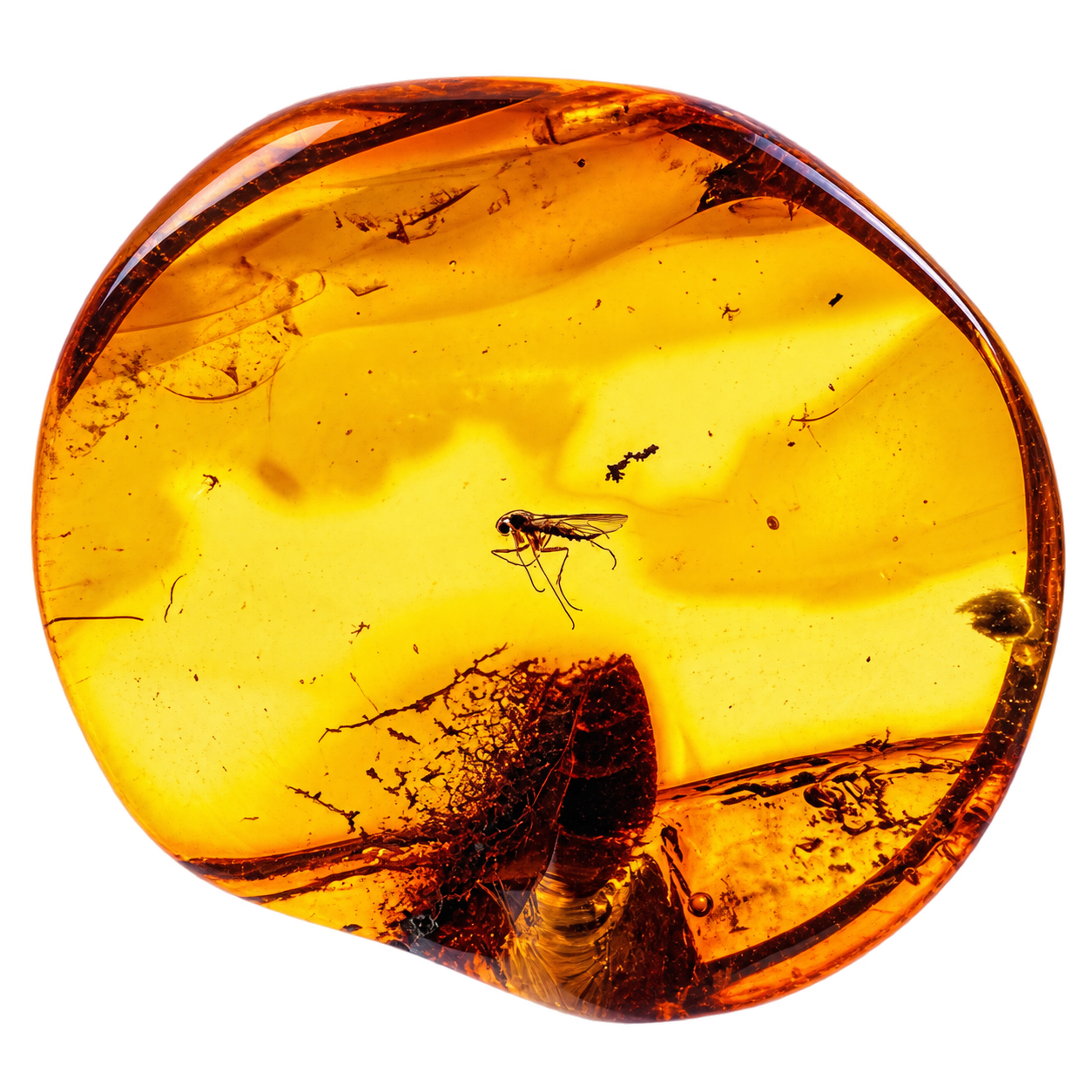 Insect in Amber