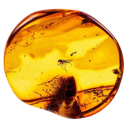 Insect in Amber