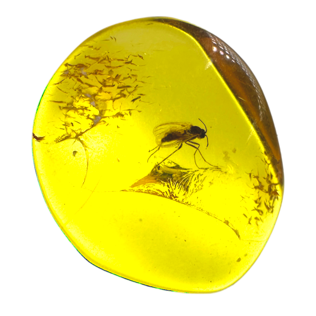 Insect in Amber