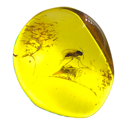 Insect in Amber