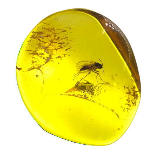 Insect in Amber