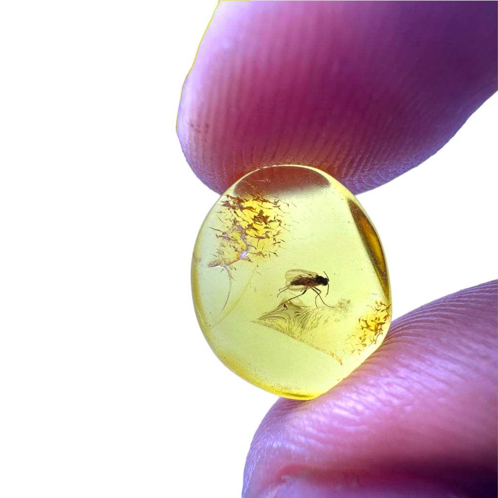 Insect in Amber
