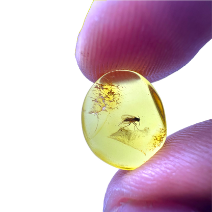 Insect in Amber